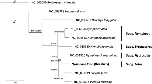 Figure 1. Neighbor joining, maximum parsimony, and maximum likelihood phylogenetic trees (bootstrap repeat is 10,000 for the three trees) of nine Nymphaeaceae chloroplast genomes and one outgroup species: Nymphea lotus (MK040443, this study), Nymphaea ampla (NC_035680), Nymphaea jamesoniana (NC_031826), Nymphaea mexicana (NC_024542), Nymphaea alba (NC_006050), Euryale ferox (NC_037719), Barclaya longifolia (NC_035633), Nuphar advena (NC_008788), Victoria cruziana (NC_035632), and Amborella trichopoda (NC_005086). The numbers above branches indicate bootstrap support values of maximum likelihood, neighbor joining tree, and maximum parsimony tree, respectively.