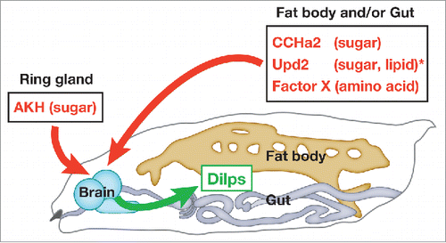 Figure 2. Periphery-to-brain signaling involved in Dilp regulation during larval development. Dilps are regulated by multiple signals that respond to the presence of different nutrients. CCHa2, Upd2, and an as-yet unidentified factor(s) expressed in the fat body and/or gut, and Adipokinetic hormone (AKH) produced in the ring gland positively regulate the synthesis and/or secretion of Dilps. *The nutrient sensitivity of Upd2 has only been determined in adults.