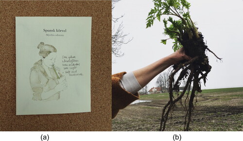 Figure 3 (A) Illustration by Malin Lobell of drinking straw made from Sweet Cicely on seed bag, 2018. (B) Foraged Sweet Cicely. The stem can be used as a drinking straw, 2018. Photo: Kristina Lindström.