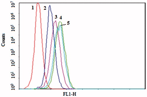 Figure 2. The flow cytometric measurement of coumarin-6 uptake from NGR-SL-C-HS, NGR-SL-C-S, NGR-SL-C-H and NGR-SL-C-D by HT1080 (CD13+) cells at the time of 1 h. Cells were incubated with liposomes at the final coumarin-6 concentration of 100 ng/mL. And the time point of 1 h, the cells were trypsinized, washed and analyzed using flow cytometry. 1 – Control, 2 – NGR-SL-C-D, 3 – NGR -SL-C-H, 4 – NGR-SL-C-HS, 5 – NGR-SL-C-S.