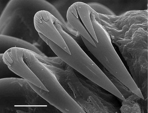 Figure 10. Uncini: Eupolymnia trigonostoma (42°59′ N, 131°43′ E, 2 m, scale 10 μm).