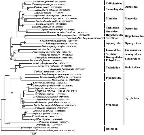 Figure 1. The maximum-likelihood (ML) phylogenetic tree of 45 Cyclorrhapha species inferred from the concatenated 13 PCG nucleotide sequence data. The numbers on each tree node represents the bootstrap values (*BS = 100%). The alphanumeric characters in parentheses indicate the GenBank accession numbers.