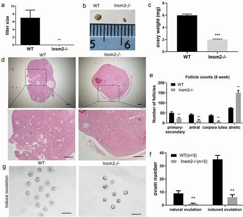 Figure 2. Insm2 deletion results in ovarian reserve and follicular development defects in mice. (a) Average litter sizes of WT and Insm2−/− female mice during fertility assay. (b) Gross morphology of the ovary from 8-wk-old WT and Insm2−/− mice. (c) The weight of ovaries. (d) Representative images of ovarian sections from 8-wk-old WT and Insm2−/− mice. Scale bars = 25 μm. (e) NumbeFrs represent total counts of every fifth section from serially sectioned ovaries. (f) Number of ovulated oocytes from mated females. Superovulation was induced with 5 IU (international units) each of PMSG and hCG at 48-hour intervals. (g) Morphology of MII oocytes derived from WT and Insm2−/− females after superovulation. Scale bars = 100 μm. Three samples per genotype were analyzed in each experiment. **P < 0.01.