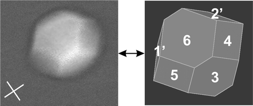 Faceted monodomain of the BPSm2 phase exhibiting four large and two small facets [Citation18].