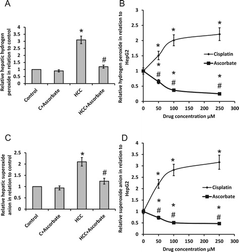 Figure 2. Effect of 100 mg/kg sodium ascorbate on hepatic hydrogen peroxide (A) and hepatic superoxide anion (C) in vivo. Effect of 50, 100 and 250 μM sodium ascorbate and cisplatin on the concentration of hydrogen peroxide (B) and superoxide anion (D) in HepG2. * Significant difference when compared with the control group or HepG2 cells at p < .05. #Significant difference when compared with the HCC group or HepG2 cells treated with cisplatin at p < .05.