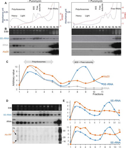 Figure 5. tRF-5D (Ala) associates with polyribosomes in vitro and in vivo. (A) Polyribosomes profile of Arabidopsis seedlings pre-incubated in vitro with Ala20 was determined using sucrose gradient sedimentation and OD254nm measurement (blue line) and conductivity (red line). Samples were treated or not with Puromycin. The positions of the heavy and light polyribosomes, 80S and ribosomal subunits and free RNAs are shown on the graphs. (B) RNAs extracted from each fraction shown in (A) were fractionated on 15% polyacrylamide gels and analysed by northern blots using probes specific for 5S rRNA, tRNAAla and tRF-5D (Ala). Ethidium bromide (EtBr) profiles are also shown. (C) Profiles obtained after quantification of the signals from the northern blots (5S rRNA in blue, tRNA in grey and tRF Ala20 in orange) performed with samples not treated with puromycin. Due to saturation of the free RNA fractions with the alanine probe, quantification was done only for fractions 1 to 11. An arbitrary value of 10 was given to the highest value obtained for each curve. Note that the intensity of the signals is not comparable from one curve to the other. In (D) a similar experiment was performed without adding any tRF to determine in vivo association of tRF-5D (Ala) with polyribosomes. The RNA fragments corresponding to the signals a and b are indicated by arrows. In (E) the profiles obtained after northern blots quantification with 5S rRNA probes (in blue) are compared to those obtained for a or b (in orange).