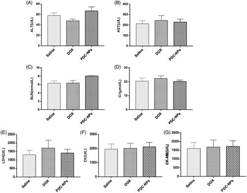 Figure 7. Plasma levels of biochemical markers in mice after treatment with saline, the free DOX, and the PDC-NPs (A) ALT, (B) AST, (C) BUN, (D) Cr, (E) LDH, (F) CK, (G) CK-MB (n = 6).