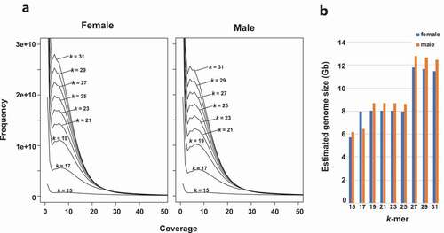 Figure 2. The distribution of k-mers and the genome size estimation of G. subelliptica. (a) k-mer (k = 15 ~ 31) counts and their frequencies. (b) Estimated genome size based on the 15 ~ 31 k-mers