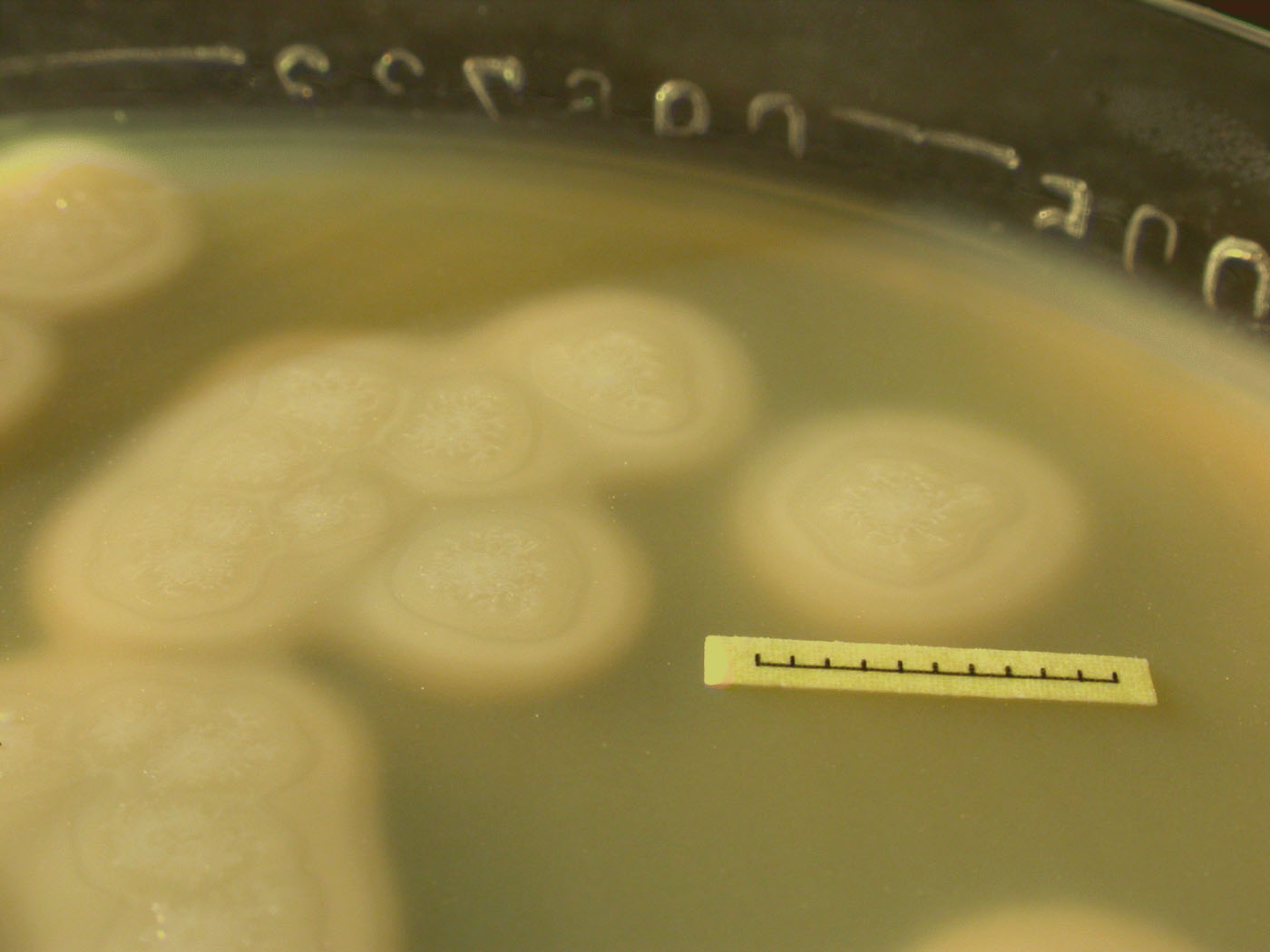 Figure 5.  Clostridium botulinum type C, strain 07-BKT028387, in pure culture on McClung Toabe agar.
