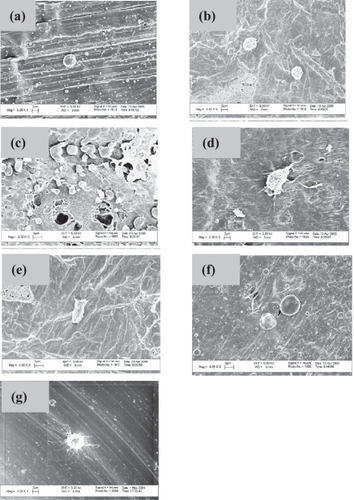 Figure 4 Selective osteoblast morphologies after the 4 h adhesion tests on: (a) uncoated PEEK, (b) uncoated UHMWPE, (c) uncoated PTFE, (d) PEEK coated with Ti, (e) UHMWPE coated with Ti, (f) PEEK coated with Au and (g) uncoated Ti. Scale bars = 2 μm in (a), (b), (d), and (g) and 3 μm in (c), (e), and (f). Note that these regions were chosen to highlight individual cell morphology and do not necessarily correspond to cell densities presented in Figure 3.