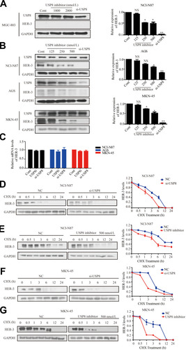 Figure 3 Down-regulation of USP8 promotes the degradation of HER-3. (A) Different concentrations of USP8 inhibitor in MGC-803 and si-USP8 cells were used as the control group. (B) Different concentrations of USP8 inhibitor and si-USP8 in NCI-N87, MKN-45 and AGS cells. (C) mRNA level of HER-3 in NCI-N87, AGS and MKN-45 cell lines with USP8 inhibitor and si-USP8 treatment. Expression of HER-3 in NCI-N87 cells with the treatment of USP8 inhibitor (D) and si-USP8 (E) and cycloheximide (CHX, 20 μg/mL) in combination or alone. Expression of HER-3 in MKN-45 cells with the treatment of USP8 inhibitor (F) and si-USP8 (G) and CHX (20 μg/mL) in combination or alone. *P<0.05, **P<0.01.Abbreviation: NS, no statistical significance.