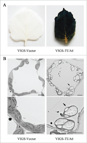 Figure 1. Silencing of TUA6 in N. benthamiana leads to starch overaccumulation and occurrence of SEX chlorophagy. (A) Iodine staining of leaves detached from TUA6-silenced and nonsilenced plants at the end of night. (B) Ultrastructural analysis shows occurrence of SEX chlorophagy in TUA6-silenced plants. Leaf samples used for TEM sectioning were taken from plants that had just finished nocturnal metabolism at 3 weeks post-agroinfiltration for silencing of TUA6. Arrows refer to the vacuole-localized sex chloroplasts. Scale bars: 5 μm.