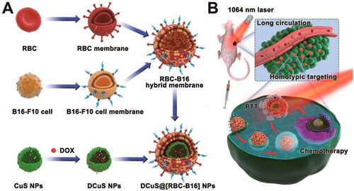 Figure 3. The hybrid membrane conceals DOX-loaded hollow CuS NPs (DCuS NPs) to develop DCuS@[RBC-B16] NPs. The synergistic effects of chemotherapy and photothermal therapy in the treatment of melanoma. Reprinted with permission from dongdong Wang, haifeng dong, meng Li, Yu cao, fan yang, kai Zhang, wenhao dai, changtao Wang, and xueji Zhang. ACS nano 2018 12 (6), 5241-5252 (Wang et al., Citation2018). Copyright 2018 American Chemical Society.