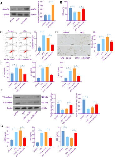 Figure 2. Sema3A elevation alleviates inflammation and oxidative stress in rat PMVECs. A, protein level of Sema3A in PMVECs after oe-Sema3A administration determined by WB analysis; B, viability of PMVECs examined by CCK-8 assay; C, apoptosis of PMVECs examined by flow cytometry; D, angiogenesis of PMVECs analysed by tube formation assay; E, concentrations of inflammatory cytokines IL-1β, IL-6 and TNF-α in the culture supernatant of PMVECs detected by ELISA kits; F, protein levels of VE-cadherin and α-E-catenin in PMVECs determined by WB analysis; G, concentrations of oxidative stress-related markers MDA, MPO and SOD in PMVECs detected by ELISA kits. Three biological replicates were performed. Differences were analysed by the one-way ANOVA (A-G). * p < 0.05.