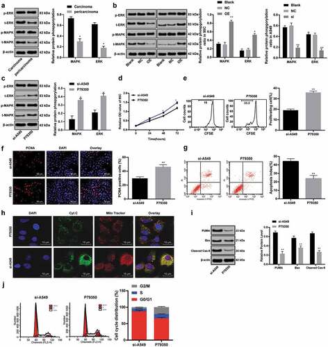 Figure 7. ACP5 knockdown inhibits LC progression by blocking the ERK/MAPK pathway. a. Relative protein levels and phosphorylation levels of ERK/MAPK in LC tissues and paracancerous tissues detected by western blot analysis; b. Relative phosphorylation levels of ERK/MAPK in 95C and A549 cells with overexpressed ACP5 or si-ACP5 detected by western blot analysis; c. Relative phosphorylation levels of ERK/MAPK in A549 cells with si-ACP5 and MAPK activator P79350 detected by western blot analysis; d. Relative cell viability in A549 cells with si-ACP5 and MAPK activator P79350 measured by MTT assay; e. Relative cell proliferation in A549 cells with si-ACP5 and MAPK activator P79350 measured by flow cytometry; f. Representative images and statistical chart of PCNA positive cells in A549 cells with si-ACP5 and MAPK activator P79350 measured by PCNA immunofluorescence assay; g. Representative images and statistical chart of cell apoptosis in A549 cells with si-ACP5 and MAPK activator P79350 measured by flow cytometry; h. Representative images of Cytochrome C staining in A549 cells with si-ACP5 and MAPK activator P79350; i. Relative levels of Bax, PUMA and Cleaved caspase-9 in A549 cells with si-ACP5 and MAPK activator P79350 measured by flow cytometry; j. Relative cell cycle distribution in A549 cells with si-ACP5 and MAPK activator P79350 measured by flow cytometry. * p < 0.05, ** p < 0.01, compared with the si-ACP5 group. LC, lung cancer; ACP5, tartrate-resistant acid phosphatase 5; MTT, 3-(4, 5-dimethylthiazol-2-yl)-2, 5-diphenyltetrazolium bromide; PCNA, proliferating cell nuclear antigen; PI, propidium iodide; Bax, B-cell lymphoma-2 (Bcl-2) associated X; RUNX1, Runt-related transcription factor 1; MAPK, mitogen-activated protein kinase; ERK, extracellular signal-regulated kinase