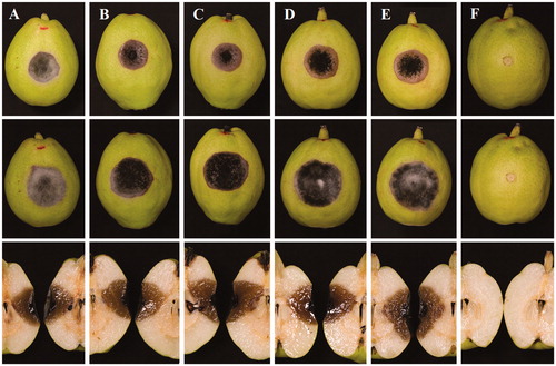 Figure 2. Pathogenicity tests on Koerle pear fruit (Pyrus sinkiangensis) inoculated with mycelia plugs of five strains (A–F) of the present fungus for 7 days (upper) and for 14 days (middle and down) at 25 °C. (A) YZU 171916; (B) YZU 171918; (C) YZU 171919; (D) YZU 171920; (E) YZU 171921; (F) Control.