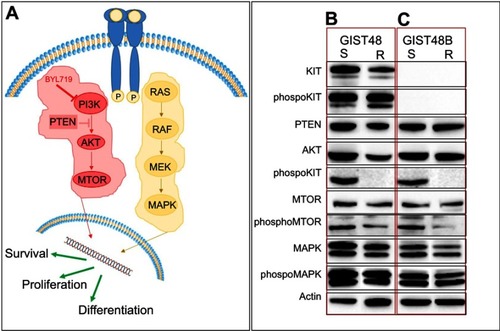 Figure 1 Western blot analysis.Notes: (A) Simplified KIT-signaling pathway. Immunoblot evaluation of KIT, phospho-KIT, PTEN, AKT, phospho-AKT, mTOR, phospho-mTOR, MAPK, and phospho-MAPK in GIST48 (B) and GIST48B (C). S, BYL719-sensitive; R, BYL719-resistant.