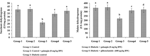 Figure 5. Effect of galangin on liver mitochondrial succinate dehydrogenase (SDH) and malate dehydrogenase (MDH) of STZ-caused hyperglycemic rats. Data are means ± SEM, n = 6. Groups 1 and 2 significantly are not different (a, a) (P < 0.05). Groups 4 and 5 are different significantly compared to group 3 (b vs. c, a, d) (P < 0.05). U# – nmol of succinate oxidized/min. U$ – nmol of NADH oxidized/min.
