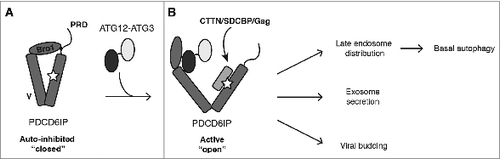 Figure 1. Model for ATG12–ATG3 function in PDCD6IP/Alix activation and basal autophagy. (A) Intramolecular interaction of the PRD with the Bro1 and V domains maintains PDCD6IP in an inhibitory conformation that blocks access to its YPXnL-binding site (star). (B) ATG12–ATG3 binding to PDCD6IP displaces the PRD from the Bro1 and V domains, leading to its open conformation. The accessible V domain enables recruitment of partner proteins, including CTTN (cortactin), SDCBP/syntenin and viral Gag, thereby supporting diverse PDCD6IP functions including late endosome distribution, exosome release, and viral budding. We propose basal autophagy to be dependent on the fusion of autophagosomes with late endosomes. Thus, cells lacking either PDCD6IP or ATG12–ATG3 accumulate abnormal perinuclear late endosomes that are unable to fuse with lysosomes, thereby abrogating autolysosome formation.