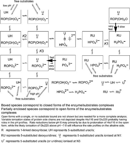 Scheme A1.2 Ionization states of substrates and substrate/TP-complexes most relevant to effects of substrate-structure and pH on enzyme-catalysed phosphorolysis and deoxyribosyl transferase rates. No binding constants are available for any of the species into the complexes depicted and the only pKas presently known are for unbound substrates. As a basis for the analysis of present data, including pH/rate profiles for (crude)TP from various species [3;57;58], I suggest the following very approximate pKa values: pK1 ≈ 6, pK2 ≈ 6(thymine), pK3 ≥ ∼8(enzyme-source dependent). It presently seems that the binding site prefers the presence of one P-OH hydrogen bond donor, probably H-bonded to a protein residue that acts, very preferentially, as an acceptor.