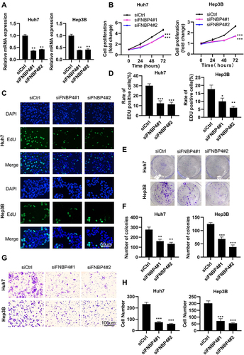 Figure 2 Knockdown of FNBP4 inhibits the proliferation and migration of HCC cells. (A) Huh7 and Hep3B cells were transfected with siControl (siCtrl) or siRNA targeting FNBP4 (siFNBP4) for 48 hrs. qRT-PCR was used to measure the silencing efficiency of siFNBP4 in Huh7 and Hep3B cells. (B) After transfection, Huh7 and Hep3B cells were continued in the medium at specified time points, and cell proliferation was assessed by MTT assays. (C and D) Huh7 and Hep3B cells were transfected with siCtrl or siFNBP4 for 24 hrs and cell proliferation was assessed by 5-Ethynyl-2’-deoxyuridine (EdU) incorporation assay. The percentage of EdU positive cells was quantified. (E and F) Huh7 and Hep3B cells were treated as in (A). A portion of cells were plated into six-well plates (1000 cells/well) and colonies counted after 14 days. The number of colonies was quantified. (G and H) Cell migration was analyzed in Huh7 and Hep3B cells transfected with siCtrl or siFNBP4 by Transwell assay. The number of cells in the chamber was quantified. Data were expressed as Mean ± SEM. *p<0.05, **p<0.01, ***p<0.001.