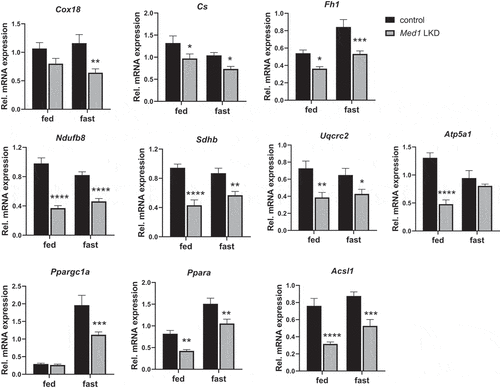 Figure 8. Expression of mitochondrial and metabolic genes was attenuated in the livers from control or Med1 LKD mice under fed or fasting conditions. Data are represented as mean ± SEM. Control fed (n = 7), siMed1 LKD fed (n = 8), fast control (n = 8), siMed1 LKD fast (n = 8)