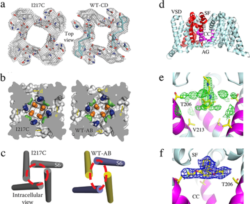 Figure 8. Slow inactivation and drug block of Na+ channels. a) top view of the collapse of the pore during slow inactivation of NaVAb. Two S6 segments move inward the central axis of the pore and two move outward to produce an asymmetric, partially collapsed conformation. The selectivity filter structure has changed from nearly square in the pre-open state of NaVAb/I217C to a partially collapsed parallelogram in the inactivated state of NaVAb/WT-CD. b) the central cavity is partially collapsed. c) the activation gate is tightly closed, but collapsed into a two-fold symmetric conformation. Adapted from Payandeh et al, 2012 [Citation102]. d) structure of NaVAb with the selectivity filter (SF), central cavity (CC), and activation gate (AG) highlighted. e) lidocaine bound in the central cavity at the base of the selectivity filter. f) flecainide bound at the local anesthetic/antiarrhythmic receptor site in the central cavity at the base of the selectivity Filter.