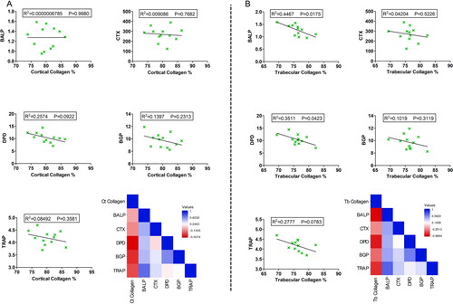 Figure 5. Correlation analysis between cortical and trabecular collagen deposition and serum levels of bone-metabolic parameters. (A) Correlation analysis between cortical bone collagen percentage and serum levels of BALP, CTX, DPD, BGP, and TRAP. (B) Correlation analysis between trabecular bone collagen percentage and serum levels of BALP, CTX, DPD, BGP, and TRAP. R2 and p values are expressed on the top of each figure. Heatmaps show the pairwise Pearson correlation analysis expressed as r values. Significance was considered when p ≤ 0.05.