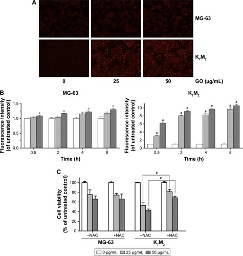 Figure 4 GO induces ROS generation in MG-63 and K7M2 cells.Notes: (A) MG-63 and K7M2 cells were treated with 0, 25, and 50 µg/mL GO for 2 h. Then, DHE analyses were applied to detect ROS generation. (B) Fluorescence analysis of ROS content. MG-63 and K7M2 cells were treated with 0, 25, and 50 µg/mL GO for 0.5, 2, 4, and 8 h. Fluorescence intensity was calculated compared to untreated control cells. Values are presented as mean±SD and compared with untreated control (*P<0.05, #P<0.01). (C) Cell viability assay was conducted by MTT. MG-63 and K7M2 cells were treated with 0, 25, and 50 µg/mL GO with or without NAC (10 mmol/L) for 8 h. #P<0.01 (compared with GO treatment alone).Abbreviations: DHE, dihydroethidium; GO, graphene oxide; NAC, N-acetylcysteine; ROS, reactive oxygen species.