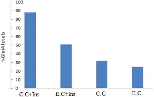 Figure 4. Comparisons of the GLUT 4 contents obtained from Hydro-Alcoholic Curcumin extracted (E.C) (40 µM), commercial curcumin (C.C) (40 µM) and their combination with 100 nM insulin.C.C+ Ins.: commercial curcumin and InsulinE.C+ Ins: Hydro-Alcoholic Curcumin extracted and insulin