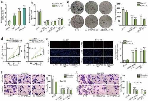 Figure 1. HOXA10-AS promotes EC cell malignant behaviors.