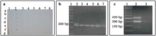Fig. 2 (Colour online) (a) Dot blot analysis performed on samples collected from different orchards for Potyvirus scrutiny. 1/a: negative (healthy plants), 2/a: positive for Potyvirus (Papaya ringspot virus), 2/b to 8/g: samples from apparently infected peach trees. (b) RT-PCR products obtained with consensus oligos for Potyvirus. In all cases a band of 260 bp was obtained. Lanes: (1) DNA ladder, (2) positive control, and (3–7) samples of infected peach trees. (c) RsaI restriction profile in the CP region representative of PPV-D genotype by RFLP analyses. Lanes: (1) DNA ladder, (2) PPV genotype D, showing the amplicon of ~450 bp and two fragments of ~300 and ~150 bp, (3) complete digestion with RsaI.
