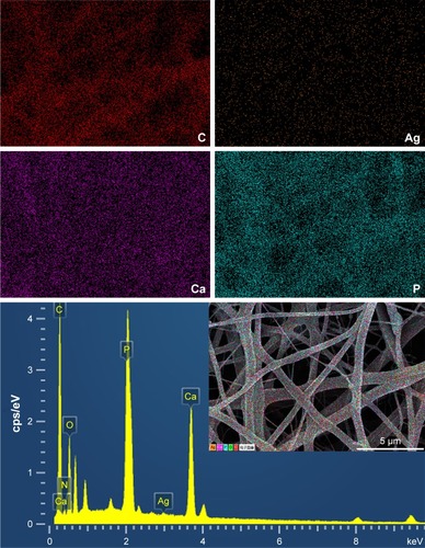 Figure 3 The distribution of CaP and silver ions in the A2 membrane.