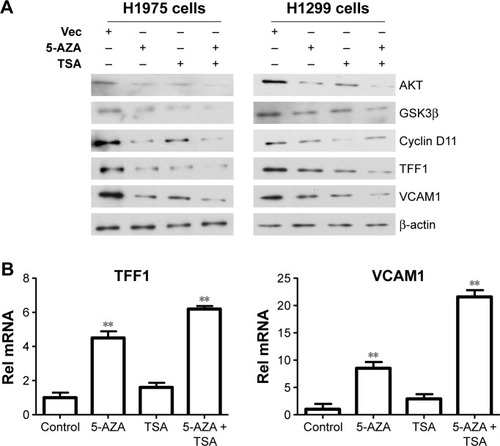 Figure 2 TSA and 5-AZA regulate the expression of TFF1 and VCAM1.