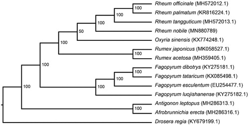Figure 1. Phylogenetic tree based on 14 complete chloroplast genome sequences. Bootstrap values are shown at each node. The GenBank accession number for each species is given after its name.