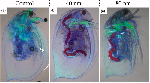 Figure 4. Representative confocal images of Daphnia after 24 h of NW exposure. Control Daphnia (a), Daphnia after 24 h of 40 nm NW filtering (b), Daphnia after 24 h of 80 nm NW filtering (c). Stained with Alexa Fluor 488 – Phalloidin (green, actin) and Hoechst 33342 (blue, DNA). The GaInP fluorescence can be seen in red. (See online version of the paper for a color image.)