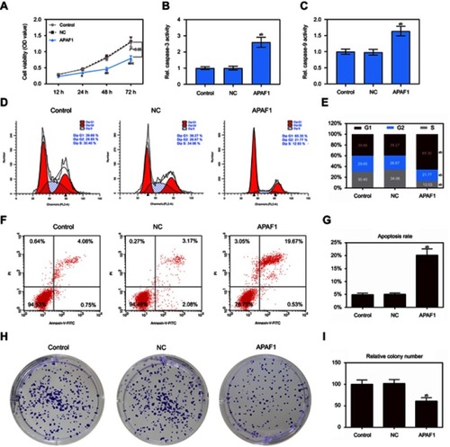 Figure 6 Up-regulation of APAF1 regulated cell proliferation and apoptosis in MCF7 cells. (A) The cell viability was detected by CCK8 assay in MCF7 cells transfection with APAF1 and negative control; (B and C) the caspase-3/9 activities measured using biochemical analysis in MCF7 cells transfection with APAF1/negative control; (D and E) cell cycle was estimated by flow cytometry assay in MCF7 cells transfection with APAF1/negative control; (F and G) cell apoptosis was detected by flow cytometry assay in MCF7 cells transfection with APAF1/negative control; (H and I) colony formation was used to detect the ability of cell proliferation in MCF7 cells transfection with APAF1/negative control. Data are presented as the mean ± standard deviation. ap<0.05 versus control group, bp<0.05 versus NC group.