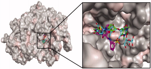 Figure 2. Binding mode of thiobarbituric acid derivatives into the α-glucosidase binding cavity. For clarity, acarbose is shown in cyan. Compounds 3g, 3i, and 3j are indicated in pink, and 5 in green. The part of the enzyme in the background is shown as surface model.