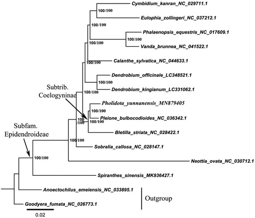 Figure 1. The maximum-likelihood (ML) phylogenetic tree based on the complete chloroplast genome sequences. Numbers at the right of nodes are BPML/PP.