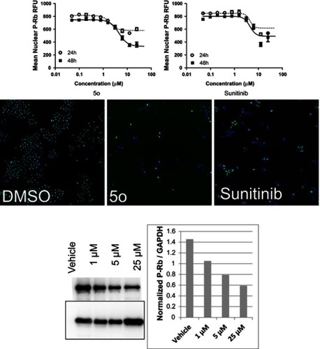 Figure 3 (A). Reduction of phosphorylated Rb protein by compound 5o and sunitinib. Levels of P-Rb in the nuclei were shown by immunofluorescence in cells treated with vehicle, 5o or sunitinib. Automated image analysis (Molecular Devices) was used to quantitate P-Rb changes and these are presented in the dose–response graphs for each compound after 24 hr or 48 hr treatment. (B) Western blot analysis of A-549 NSCLC cells treated with compound 5o shows the effect of on total cellular levels of P-Rb after 24 hr treatment (left). Densitometric analysis of P-Rb normalized to GAPDH loading control is presented (right).