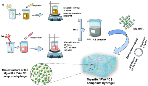 Figure 1 Schematic Illustration of the Fabrication and Microstructure of the Mg-nHA/PVA/CS composite hydrogel.