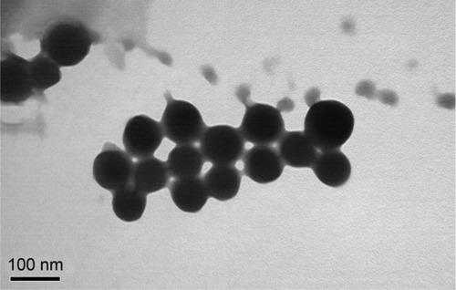 Figure 1 Transmission electron microscopic image of methotrexate-loaded biotinylated liposomes, composed of biotin-DSPE-PEG2000, dipalmitoyl phosphatidyl-glycerol, distearoyl phosphatidylcholine, and PEG4000, showing spherical morphology.Note: Bar 100 nm.Abbreviations: DSPE, 1,2-distearoyl-sn-glycero-3-phosphoethanolamine; PEG, polyethylene glycol.