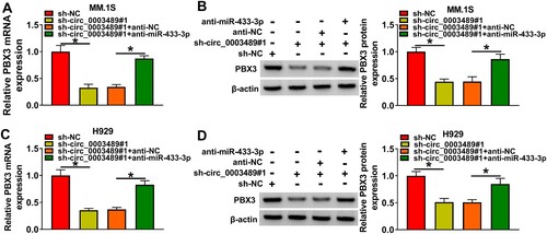 Figure 6. PBX3 protein level was co-regulated by circ_0003489 and miR-433-3p. (A–D) The sh-NC, sh-circ_0003489#1, sh-circ_0003489#1 + anti-NC, sh-circ_0003489#1 +anti-miR-433-3p were transfected into MM.1S and H929 cells, respectively. The mRNA and protein levels of PBX3 were analyzed. *P < 0.05.