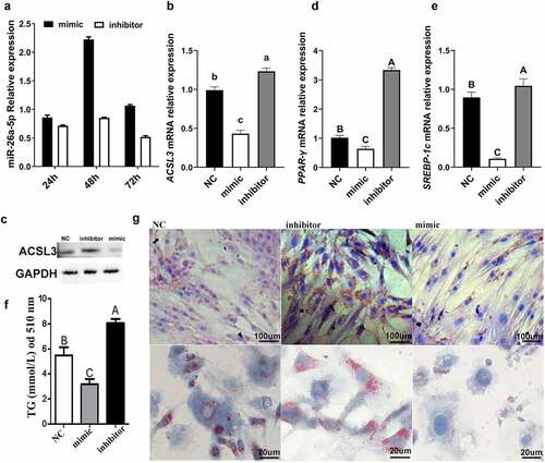 Figure 6. miR-26a-5p inhibits lipogenesis in porcine preadipocytes. (a) The miR-26a-5p levels in cell transfected with mimic/inhibitor on 24 h, 48 h, and 72 h. (b) Relative mRNA expression levels of ACSL3 in cells transfected with miR-26a-5p mimic, inhibitor and NC. (c) Western blotting showing proteins from cells transfected with miR-26a-5p mimic, inhibitor and NC (GAPDH as the internal reference). (d) Relative mRNA expression levels of PPAR-γ in cells transfected with miR-26a-5p mimic, inhibitor and NC. (e) Relative mRNA expression levels of SREBP-1c in cells transfected with miR-26a-5p mimic, inhibitor and NC. (f) TG levels in the miR-26a-5p mimic, inhibitor and NC. (g) Oil Red O staining of terminally differentiated adipocytes. Results are presented as means ± SEM; n = 3; Labels (a, b, c) indicate significantly different values (P < 0.05). Labels (A vs. B) indicate extremely significantly different values (P < 0.01).