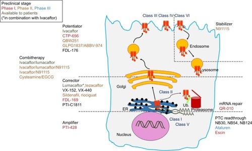 Figure 3 Overview of the most advance CFTR modulators in preclinical and clinical studies, with regard to the class of CFTR mutations and the primary defect of the corresponding mutant protein.