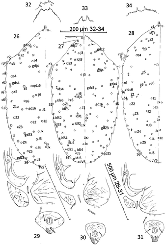 Figures. 26–34  Ayersacarus woodi sp. n. compared with females of two sub-Antarctic species. 26, Ayersacarus woodi sp. n. dorsal shield setae (open circles) and poriods (dotted circles) compared to 27, A. plumapilus holotype and 28, A. gressitti holotype; 29, Ayersacarus woodi sp. n. post-ventral morphology; 30, A. plumapilus post-ventral morphology; 31, A. gressitti post-ventral morphology; 32, Ayersacarus woodi sp. n. epistome of two female paratypes; 33, A. plumapilus, holotype epistome; 34, A. gressitti, holotype epistome. Note: for Figs. 29–31, distances between shields not diagnostic as the shields are set in soft striate cuticle. The shield shapes and sizes are diagnostic.