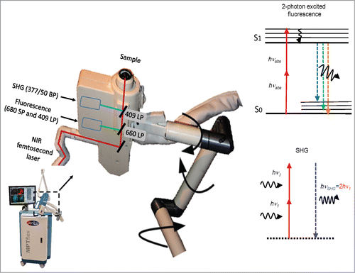 Figure 1. Multiphoton tomograph MPTflex with 360° scan/detector head containing a dual-photon detector unit for the measurement of autofluorescence and SHG. BP, bandpass filter, LP, longpass filter, SP, shortpass filter, NIR, near infrared, SHG, second harmonic generation.