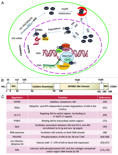 Figure 3. Subcellular control of AID activity by various post-transcriptional regulatory pathways. AID mRNA is recognized by two miRNAs (miR-155, miR-181) that bind to its 3′UTR to regulate AID mRNA translational efficiency and prevent AID hyperactivity caused by its overexpression.Citation55-Citation58 One proposed mode of cytoplasmic AID protein regulation is the chaperone complex HSP90Citation59 and EF1a,Citation60 controlling AID’s ability to translocate into the nucleus of B cells. AID uses its nuclear localization signal (NLS) to translocate into the nucleus where its steady-state nuclear protein levels are further controlled by another chaperone, REGγ Citation61. AID translocated in the nucleus can have multiple fates that include its ubiquitinationCitation62,Citation63 and its phosphorylation at various serine, threonine, or tyrosine residues (see (B) for details of known phosphorylation sitesCitation64-Citation68). Phosphorylated AID forms a complex with its cofactors 14–3-3Citation69 and RPACitation17,Citation70 and PTPBP2Citation71 and binds to the stalled RNA polymerase II complex (marked by RNAP II stalling marker Spt5)Citation40 at AID target sequences, where it interacts with the DNA/RNA hybrid and the 3′-5′ RNA exonuclease, RNA exosome.Citation48 It is postulated that the macromolecular complex RNA exosome provides AID the ability to deaminate both strands of its DNA substrate by processing the RNA present in the RNA/DNA hybrid associated with the transcription complex. The DNA DSBs in the immunoglobulin switch regions are intermediates that ultimately are utilized by the cellular DNA DSB response factors to complete CSR. (B) Schematic representation of AID phosphorylation sites along with AID’s cytidine deaminase domain, nuclear localization signal (NLS), APOBEC-like region, and nuclear export signal (NES) motif. (C) A detailed chart of various regulatory elements of AID that are known to directly control its activity. The protein factors and AID modifications are schematized in (A). The mRNA stability of AID is regulated by various miRNAs, as indicated in (C).Citation55-Citation58