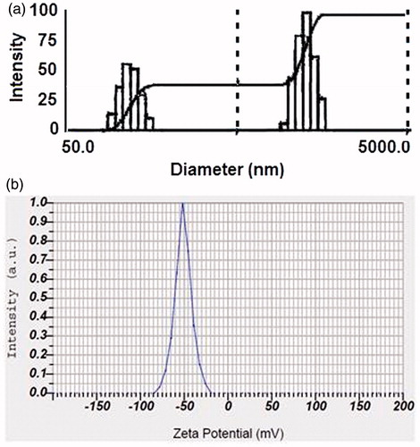 Figure 6. Particle size distribution (a) and zeta potential (b) of BI-CHI-DTX-NC.