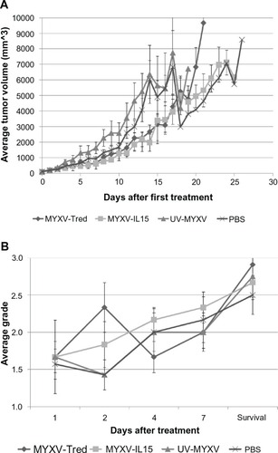 Figure 6 Tumor characteristics. (A) The average tumor volume determined each day after the initial treatment injection. Marked decreases in average tumor volume at 15 and 18 days after initial treatment with UV-MYXV and PBS reflect the deaths of mice with large tumors in these two groups. (B) Average histologic grade of necrosis observed in tumors from mice at 1, 2, 4, and 7 days after treatment and at the survival endpoint.